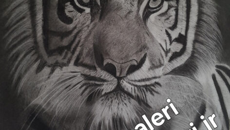 تصویر سیاه قلم 30 در 40 ببر در قاب عکس (کد محصول 1404040304)